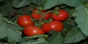 ORGANİK TARIM